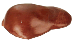 Higado
